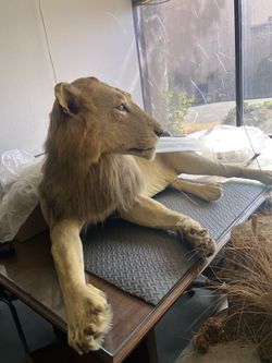 African lion taxidermy full mount