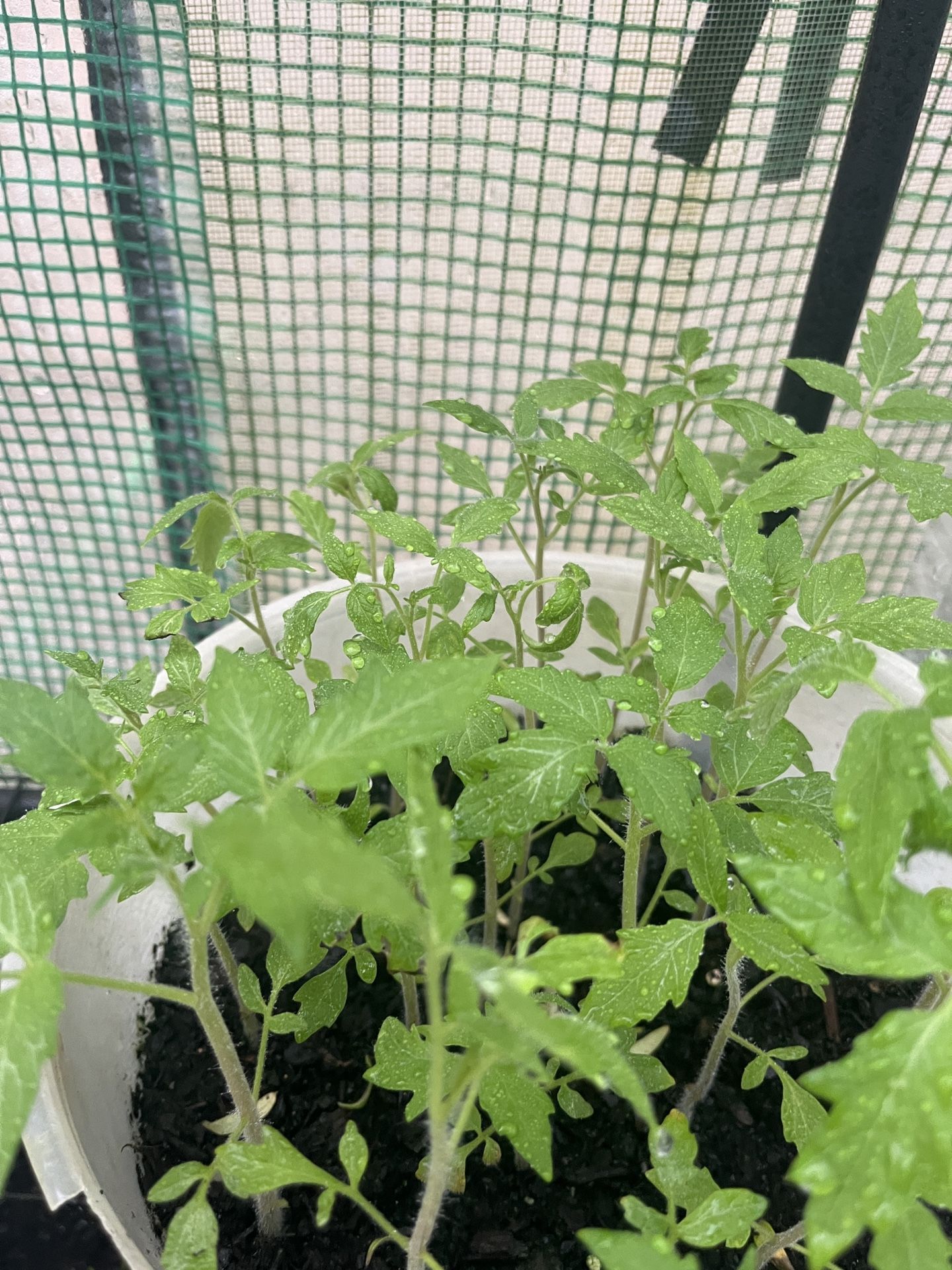 Tomato Seedlings- 4 For $1