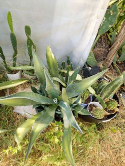 Plantas baratas
