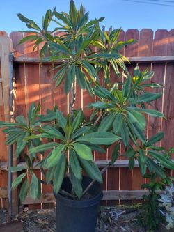 15 gallon hot pink plumeria