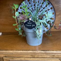 Variety Of Succulents-Plants-Gift Ideas