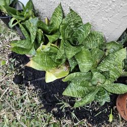 Dwarf Snake Plant