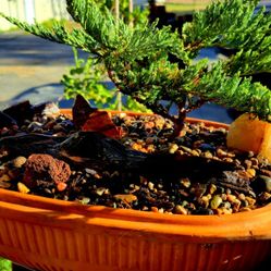 Bonsai Tree 2 Yrs Old