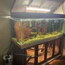 220 Gallon Aquarium 