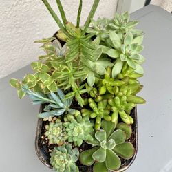 Succulent Planter Mix