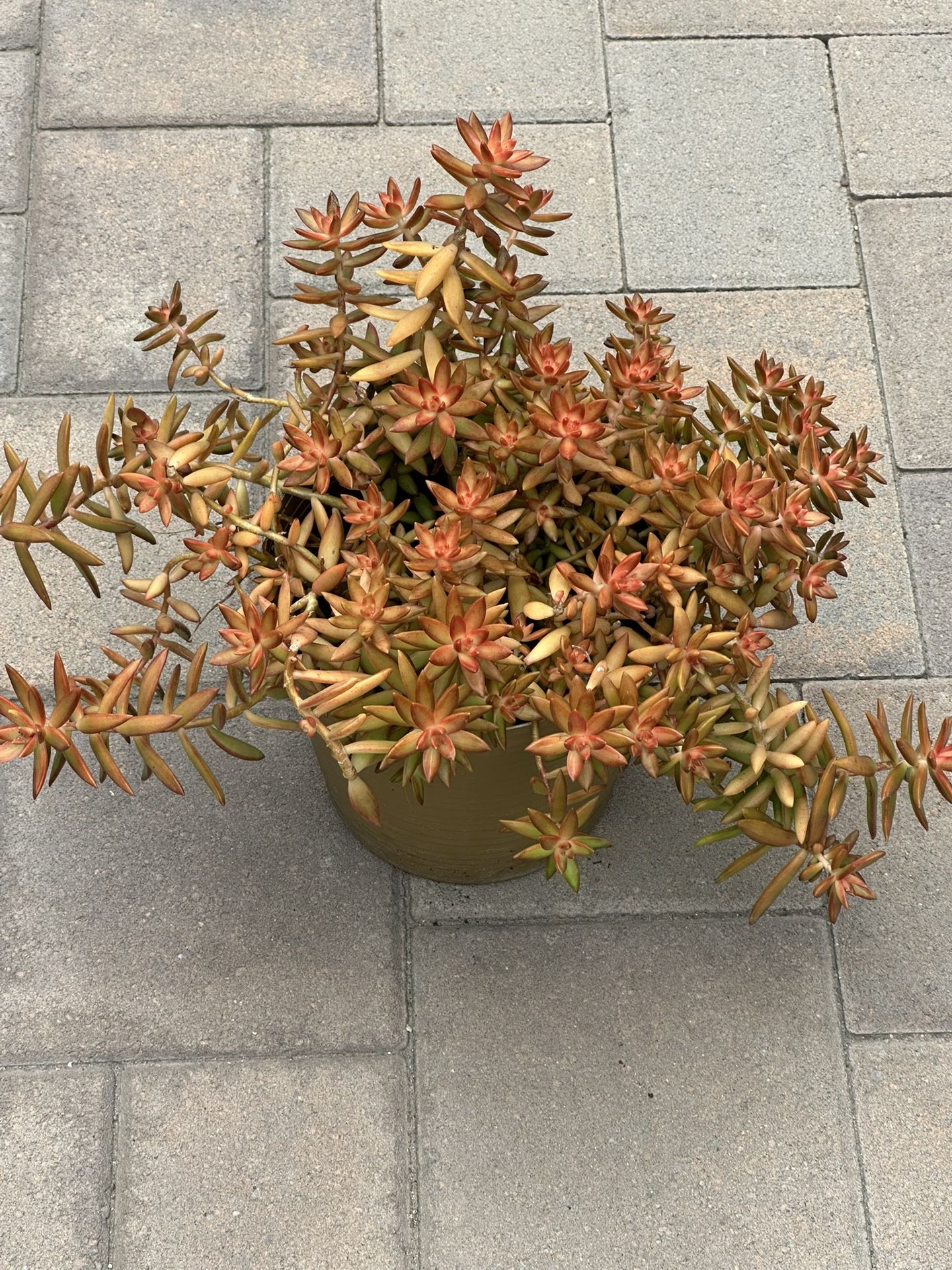 Succulent Plants