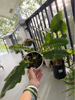 MANY LIVE PLANTS FOR SALE