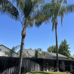 Palm Trees And Trees