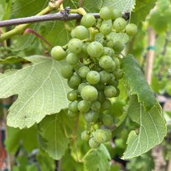 Grape Vines- Gooseberry Plants- Blackberry Plants- Strawberry Plants- Currant Berry Plants- Marionberry Plants- Raspberry Plants- Olallieberry Plants 
