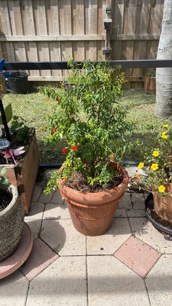 Miniature Pomegranate tree