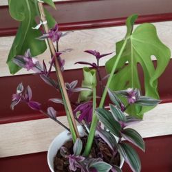 Monstera And Nanouk Plants