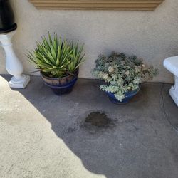 Plants 🪴 In A Nice 12" Ceramic Pot $25.00 Dollars Each 