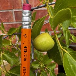 Fruiting Jujube Tree