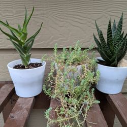 Succulents 