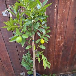 🌳🍋Seedless Bearss Lime Tree 🌳 