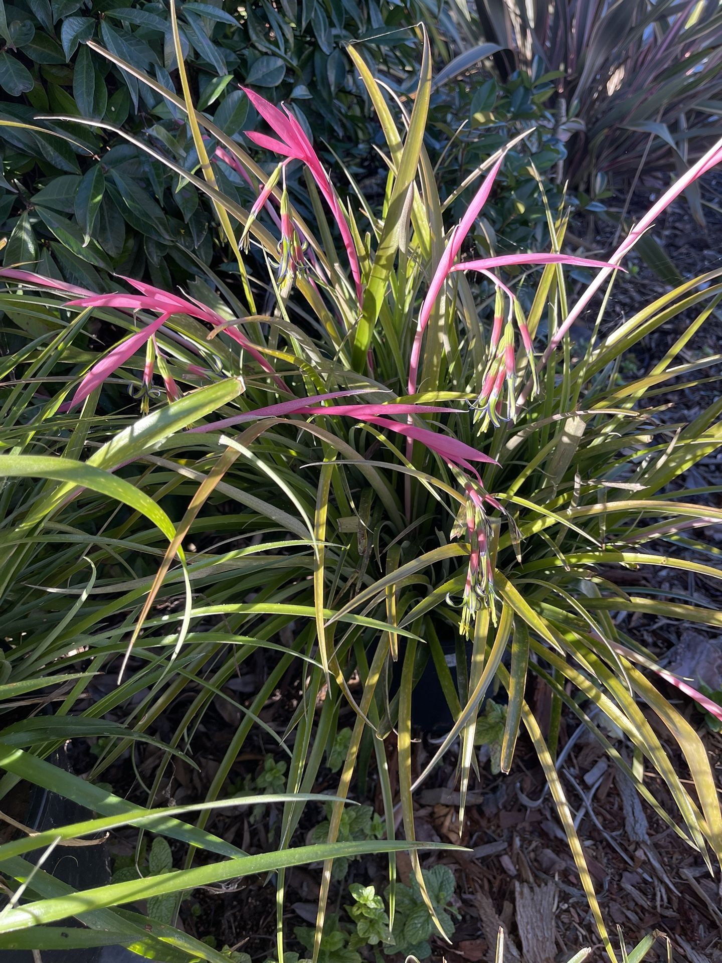 Blooming Bromeliad Queen’s Tears (Friendship Plant) —- Perfect For Someone you LOVE!