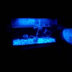 10 Gallon Fish Tank 🐟 Led Lights Blackout Back Wall and Sides