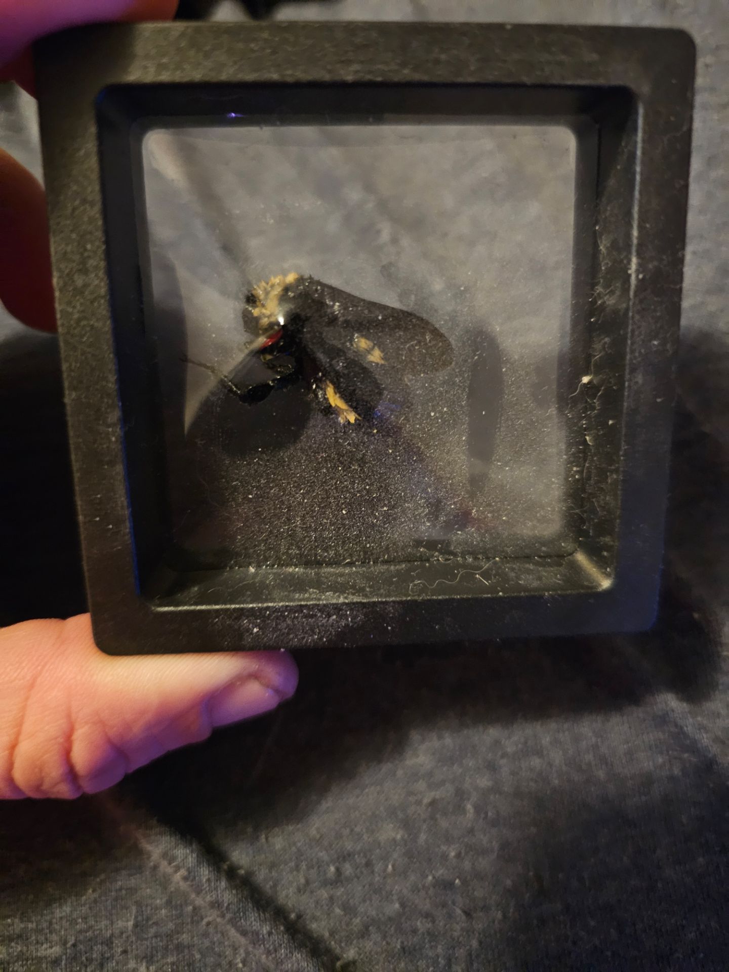 American bumble bee framed specimen