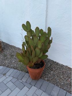 Free cacti to good home