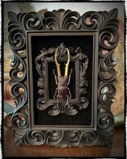 Double framed gilded - real beetle art piece 