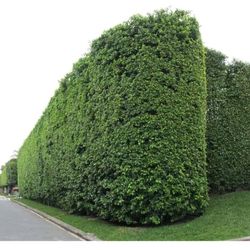 Japanese yew plants for fences 1gallon 3ft tall 