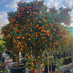 Nagami Kumquat Fruit Trees / Árboles De Naranjas Pequeñas $50 each