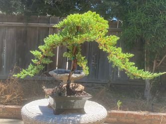 Bonsai Miyagi style Japanese guardian Juniper $165 Bonsai Miyagi style Japanese guardian Juniper