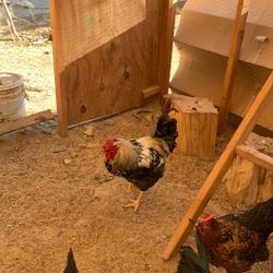 Gallo Giro Muy Bonito De Venta