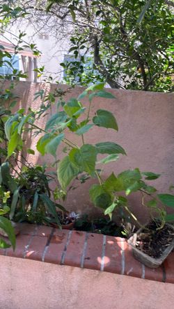 Yellow berries plant
