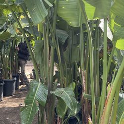 Giant birds of paradise