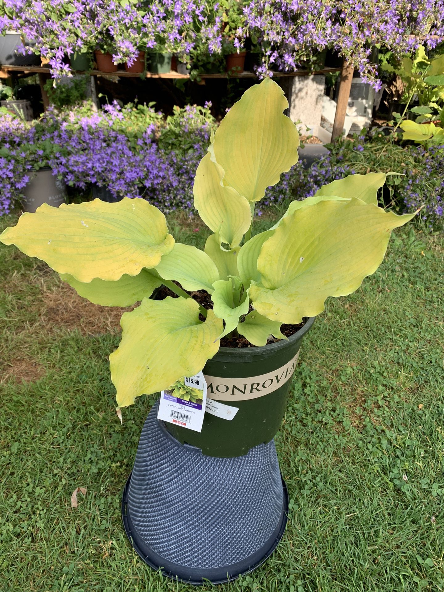 Outdoor Hosta