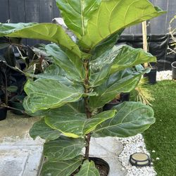 Fiddle Leaf Fig Tree Plant