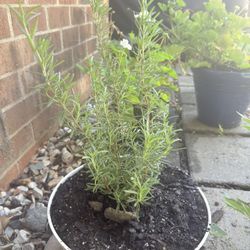 I'm selling these plants