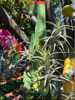 Airplants - Tillandsia