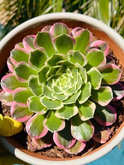 Pink Aeonium Korean imported