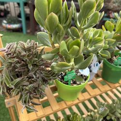 A Variety Of Succulent Plants In 4" Green & White Plastic Pots For Saint Patrick’s Day