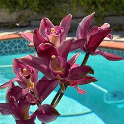 Cymbidium In Full Bloom