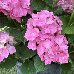 Ortencia Comor rosa