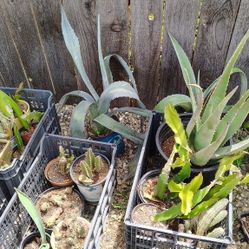 Agave Succulents FREE!!! Healthy large to hijuelos (pups). Dragonfruit, Aloe, and more...