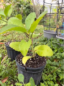 Miracle Leaf Plant for Sale