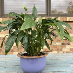 Peace Lily In Terra Cotta Pot
