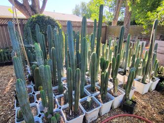 Trichocereus/Pedro cactus, many sizes and varieties