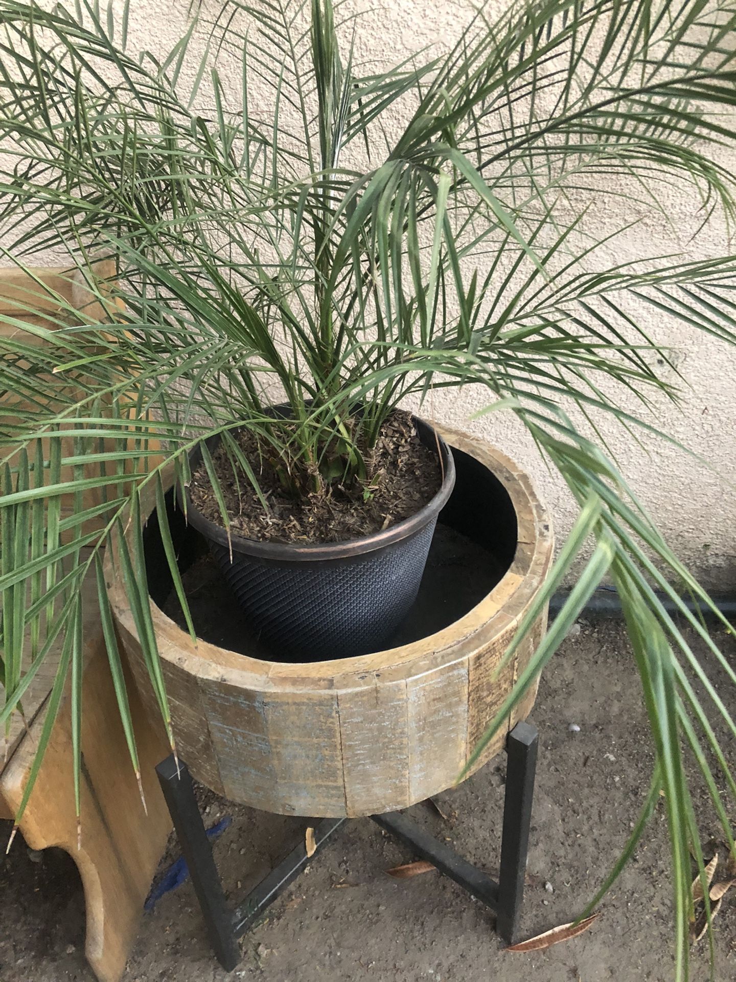 Palma Con Vase