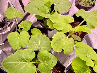 Basil, Squash, California Poppy in 1 gallon grow bags