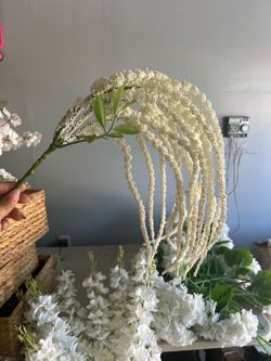 Amaranthus