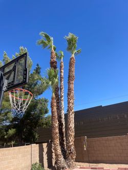 Palm trees