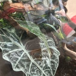 Chameleon Enclosure 