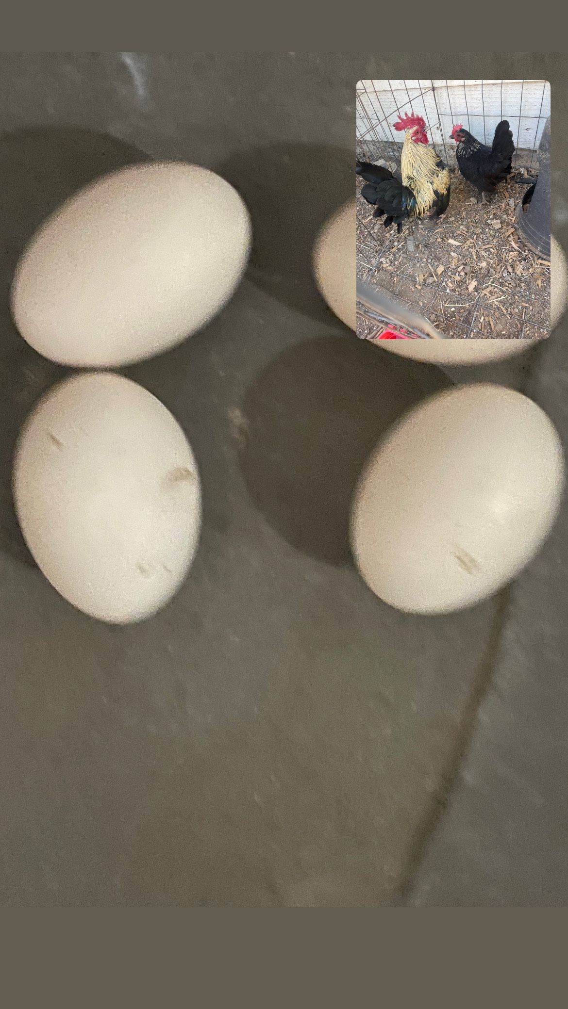Hatching Eggs