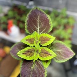 Coleus Plant In A 5” Pot 