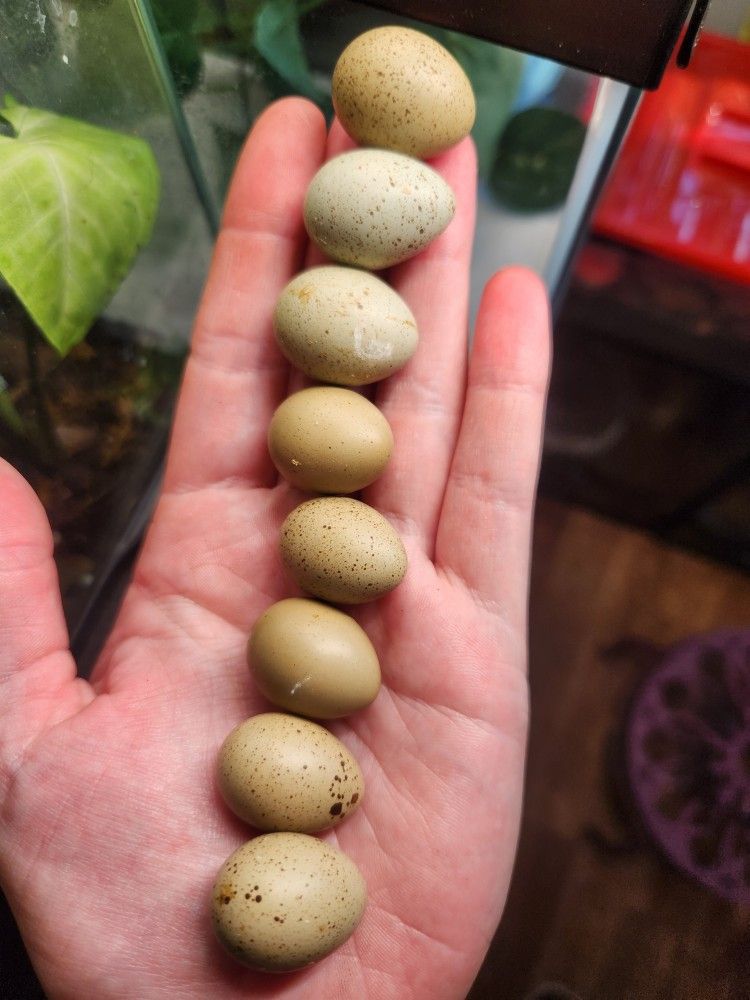 Button Quail Hatching Eggs